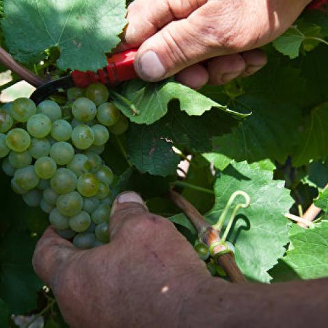 Кивико: в Крыму заложили почти 600 га новых садов и виноградников  